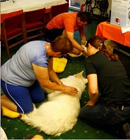 Seminar im Hundehotel Mair am Ort