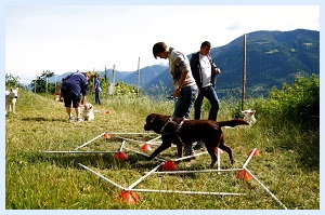 Seminar im Hundehotel Mair am Ort