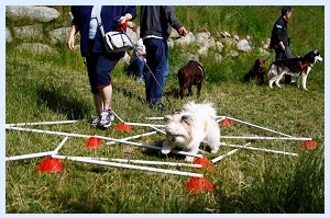 Seminar im Hundehotel Mair am Ort