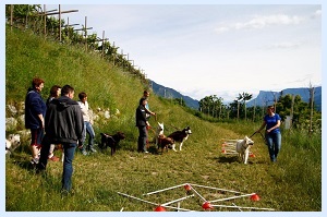 Seminar im Hundehotel Mair am Ort