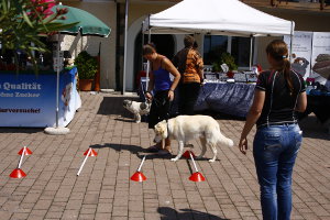 Seminar im Hundehotel Mair am Ort