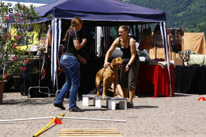 Seminar im Hundehotel Mair am Ort